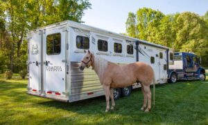 Horse on Trailer Ride